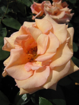 Preview: Edelrose Warm Wishes® syn. Fryxotic® - Rosa Warm Wishes® syn. Fryxotic® - pfirsich-koralle - Duft++ -