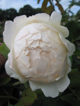 Rose Wollerton Old Hall