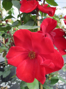 Kletterrose Altissimo ® - Kletterrose Altissimo ®