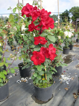 Preview: Kletterrose Altissimo ® - Kletterrose Altissimo ®