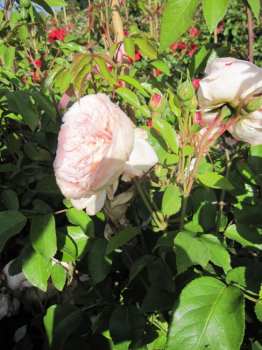 Kletterrose Amaretto