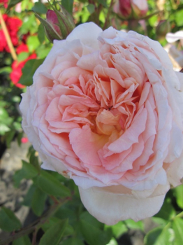Kletterrose Amaretto