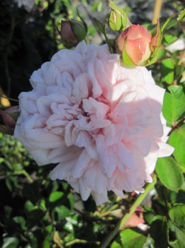 Kletterrose Awakening (R) - Kletterrose -
