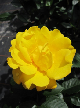 Kletterrose Climbing Goldmarie