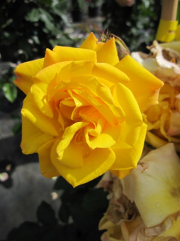 Preview: Kletterrose Climbing Goldmarie