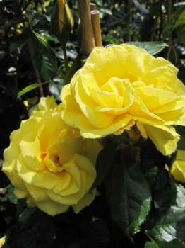 Preview: Kletterrose Dukat