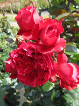 Kletterrose Florentina (R) - Kletterrose -