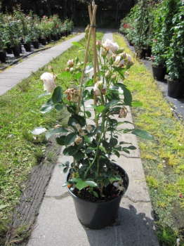 Preview: Kletterrose Ginger Syllabub