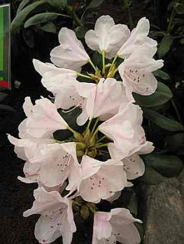 Rhododendron Hybride More Months - Großblumige Alpenrose 30-40