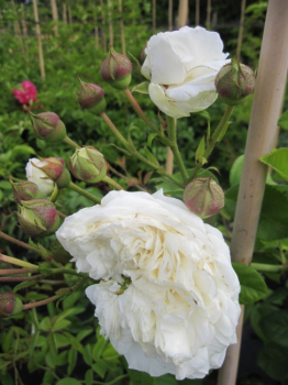 Kletterrose Long John Silver ® - Rosa Long John Silver ®