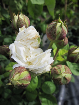 Preview: Kletterrose Long John Silver ® - Rosa Long John Silver ®