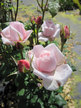 Preview: Kletterrose Papi Delbard (R) - Kletterrose -