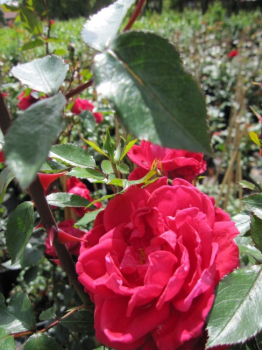 Preview: Kletterrose Red New Dawn