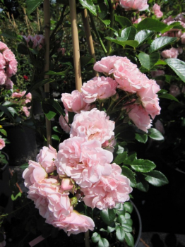 Preview: Kletterrose Rosenholm ® - zartrosa - gefüllt - Duft++