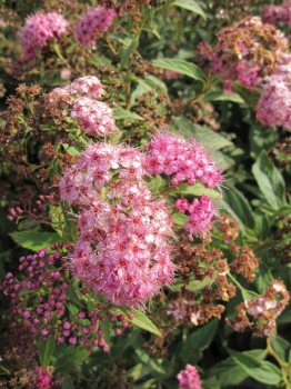 Spiraea japonica Shirobana - Zwergspiere - Harlekinspiere -  40-60