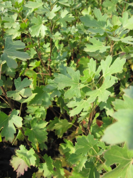 Ribes aureum - Gold-Johannisbeere -  60-100