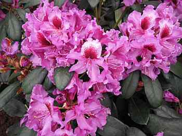 Großblumige Alpenrose Orakel