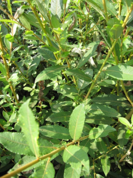 Salix cinerea  - Grau-Weide - Asch-Weide - 60-100