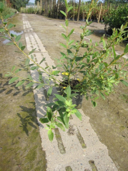 Salix cinerea  - Grau-Weide - Asch-Weide - 60-100