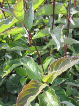 Preview: Cornus alba kesselringii