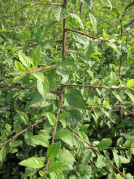 Prunus spinosa  - Schlehdorn - Schlehe - Heckendorn - 60-100
