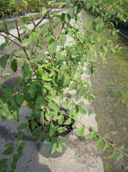 Preview: Prunus spinosa  - Schlehdorn - Schlehe - Heckendorn - 60-100