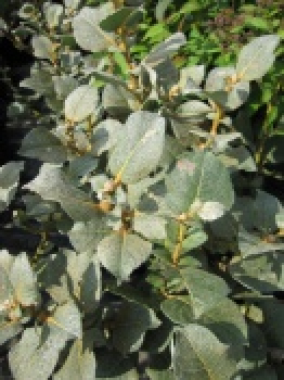 Salix lanata - Woll-Weide - 30-40