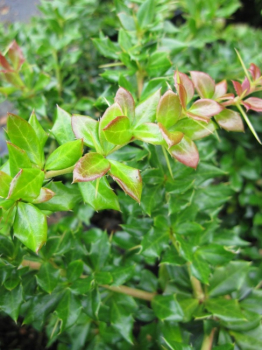 Berberis verruculosa - Warzige Berberitze - immergrün -  20-25 cm