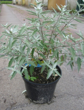 Caryopteris clandonensis Sterling Silver (R) - Bartblume - 30-40