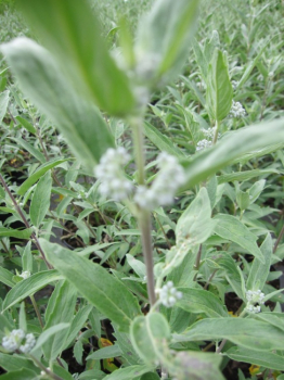Preview: Caryopteris clandonensis Thetis (R) - Bartblume - 30-40