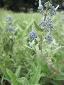Caryopteris clandonensis Kew Blue - Bartblume - 30-40