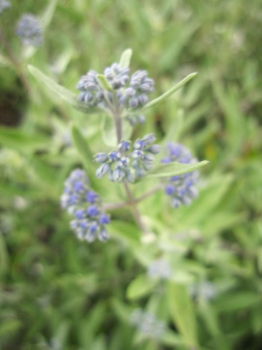 Preview: Caryopteris clandonensis Kew Blue - Bartblume - 30-40