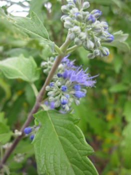 Caryopteris clandonensis Blue Balloon (R) - Bartblume - 30-40