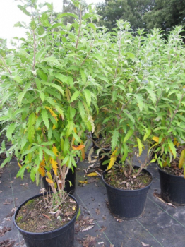 Preview: Caryopteris clandonensis Blue Balloon (R) - Bartblume - 30-40