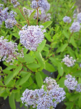 Ceanothus delilianus Marie Bleu (R) - Säckelblume - 40-60