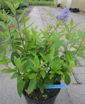 Preview: Ceanothus delilianus Marie Bleu (R) - Säckelblume - 40-60