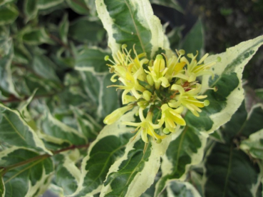 Preview: Diervilla sessilifolia Cool Splash ® - Amerikanische Weigelie - 30-40