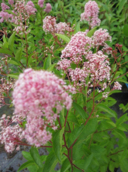 Ceanothus delilianus Marie Rose (R) - Säckelblume - 40-60