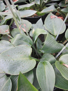 Hosta x tardiana Halcyon - Graublaue Funkie -