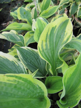 Hosta cultorum Wide Brim - Blaue Gelbrandfunkie - Herzblattlilie