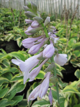 Preview: Hosta cultorum Wide Brim - Blaue Gelbrandfunkie - Herzblattlilie