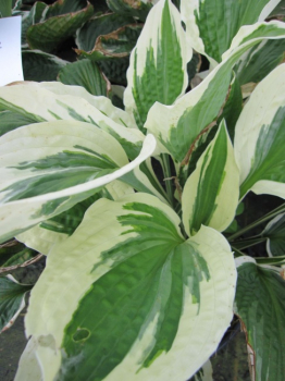 Hosta hybr. Patriot  - Weißrand-Funkie -