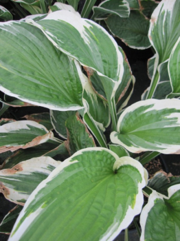 Preview: Hosta hybr. Patriot  - Weißrand-Funkie -