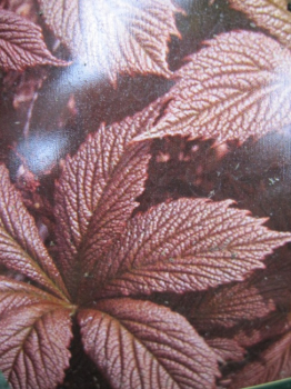 Rodgersia pinnata Chocolate Wings (R) - Fiederblättriges Schaublatt -