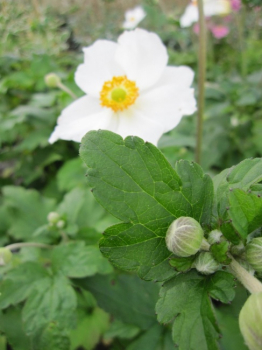 Anemone japonica Honorine Jobert - Herbstanemone -