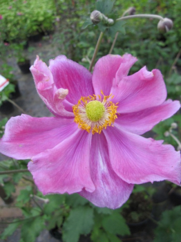 Anemone japonica Rosenschale - Herbstanemone -