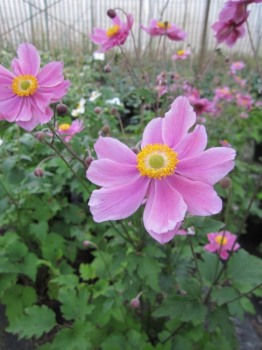 Preview: Anemone japonica Rosenschale - Herbstanemone -