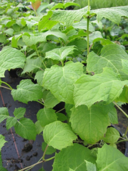 Kirengeshoma palmata - Japanische Wachsglocke -