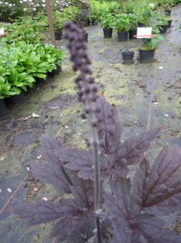 Cimicifuga simplex Pink Spike - Silberkerze -