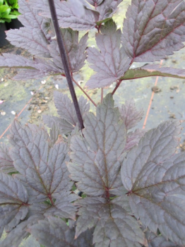 Cimicifuga simplex Pink Spike - Silberkerze -